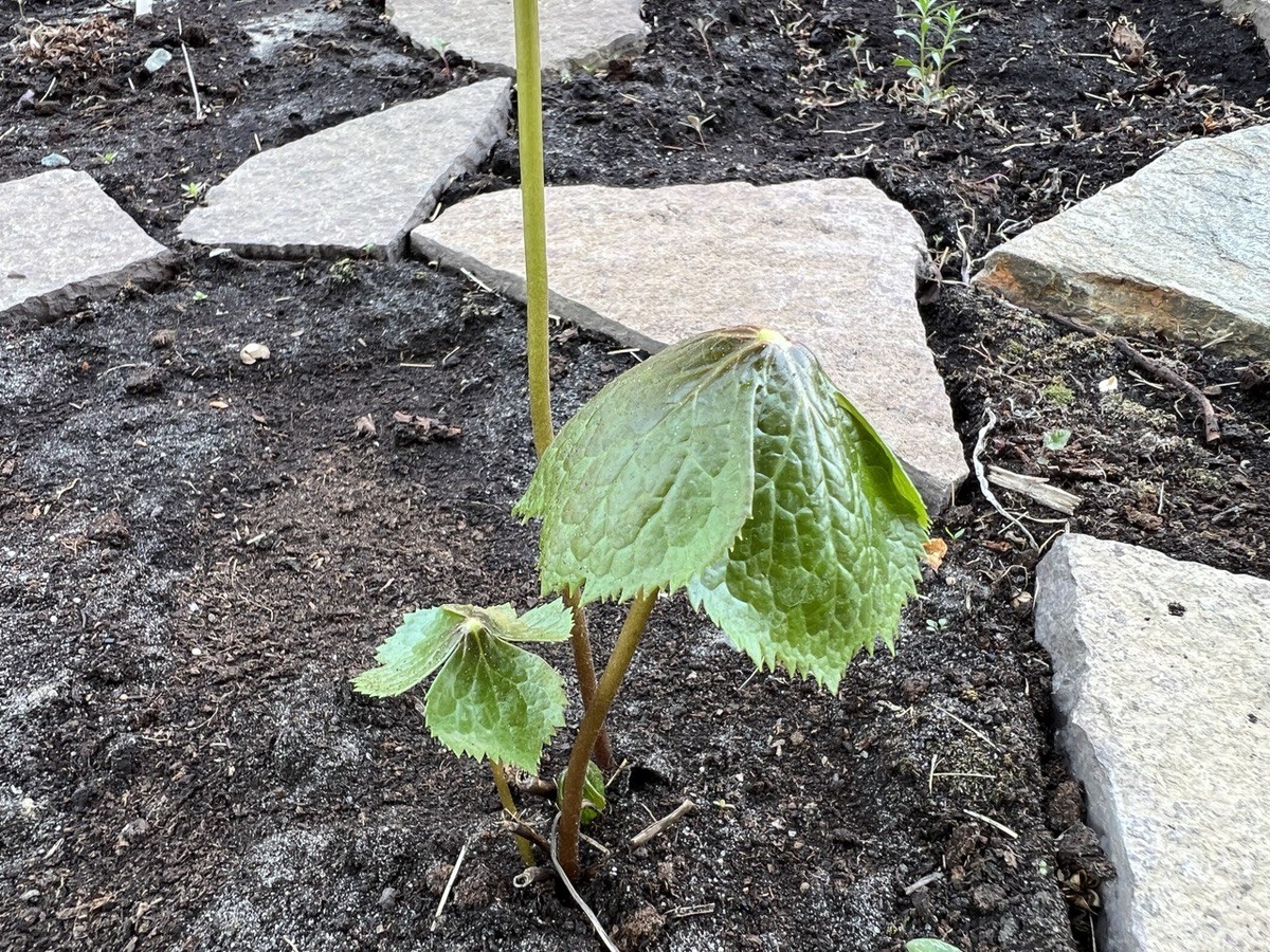 Редкости садового мира: уникальные растения в вашем огороде