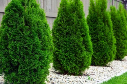 Как зимнее черенкование туи помогает в успешном размножении