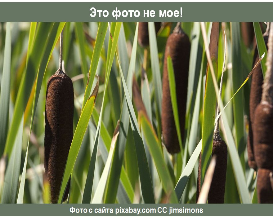 Загадочный рогоз: как белый камыш обрел популярность в садах