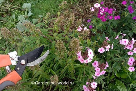 ��� ��������� �������� ������ �����������: ������ � �������