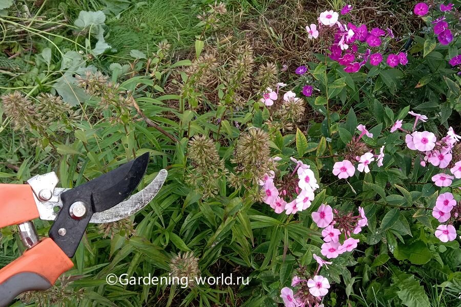 Как правильно обрезать флоксы метельчатые: советы и секреты