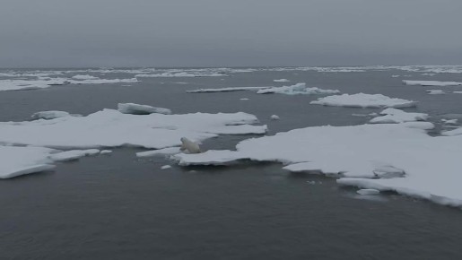 Сохранить белого медведя - сберечь Арктику