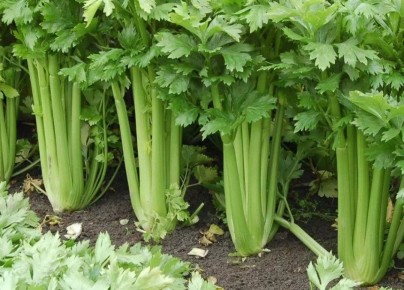 ������� ��������� ����������� ����������� ���������