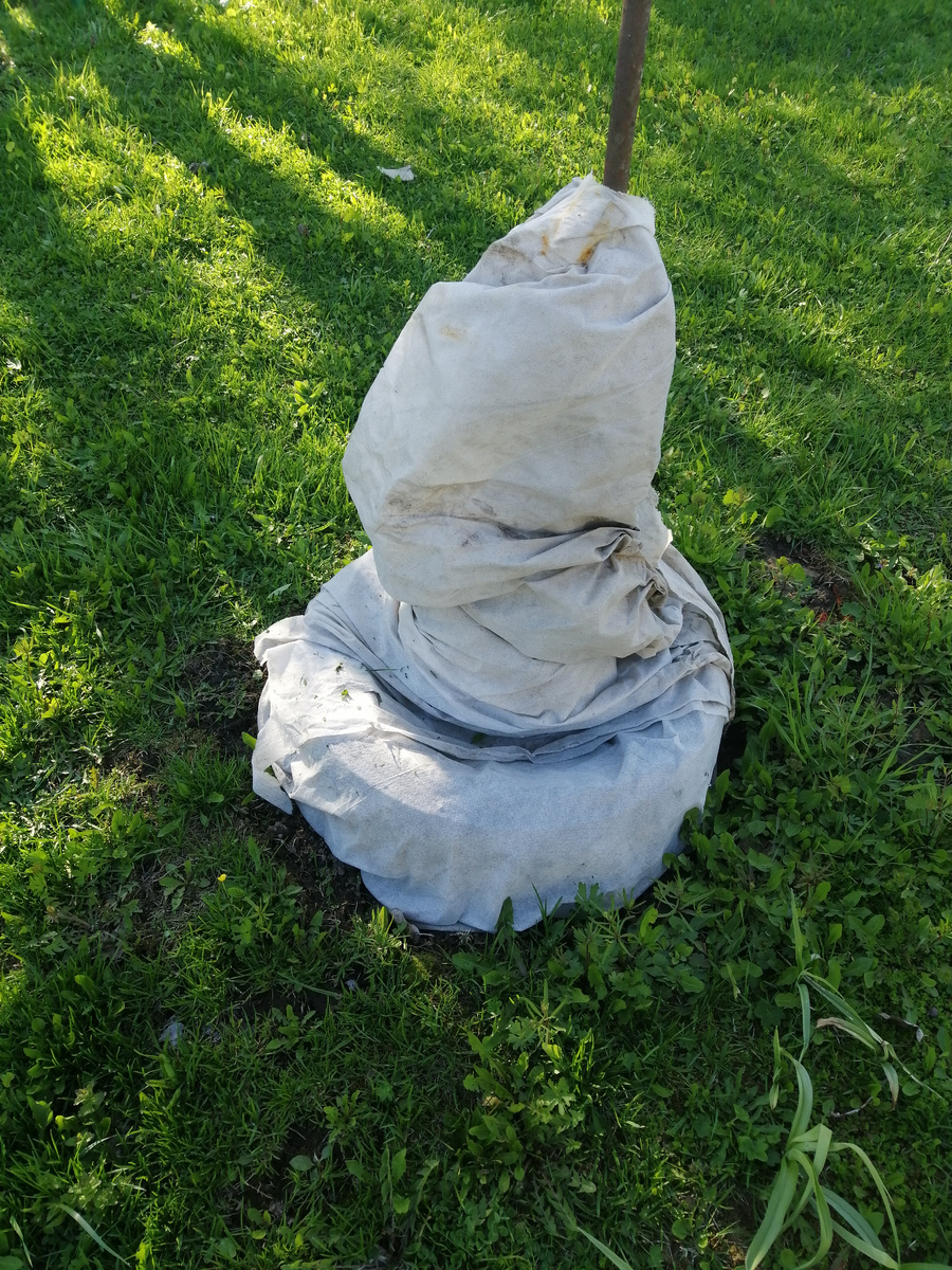 Что будут ли жить розы после зимы? Разбираем последствия укрытия