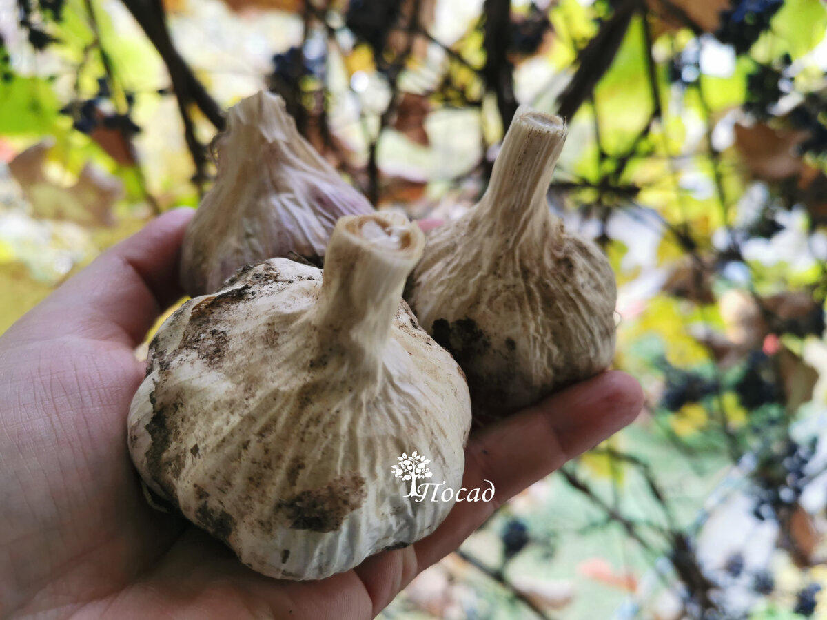 Как использовать поточный метод для крупного и здорового чеснока