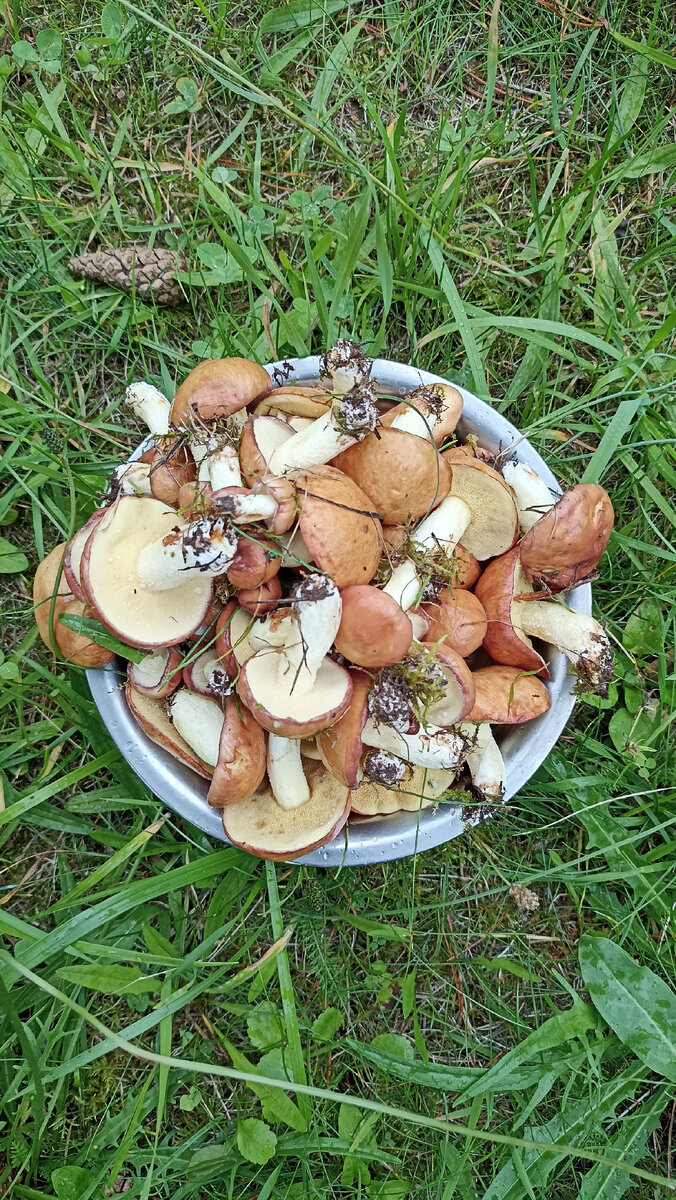 Неповторимое ушное из бараньих потрохов с грибами