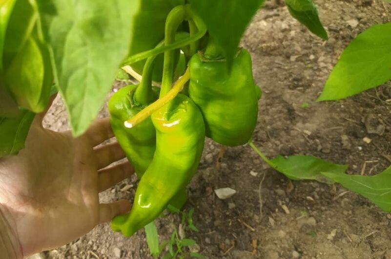 Как собрать ведра сладкого перца: три простые хитрости