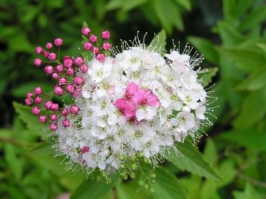 Спирея японская: идеальное решение для вашего сада