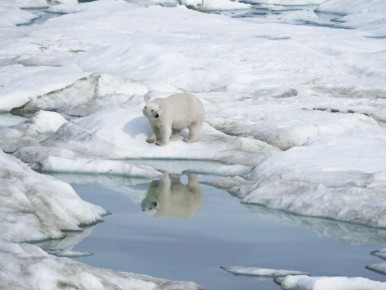 Чукотские охотники отмечают рост активности белых медведей на фоне благоприятных изменений в популяции нерпы