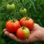 Почему стоит срывать помидоры недозревшими и как их правильно дозаривать