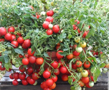 Важный вопрос: безопасны ли томаты после обработки от фитофторы?