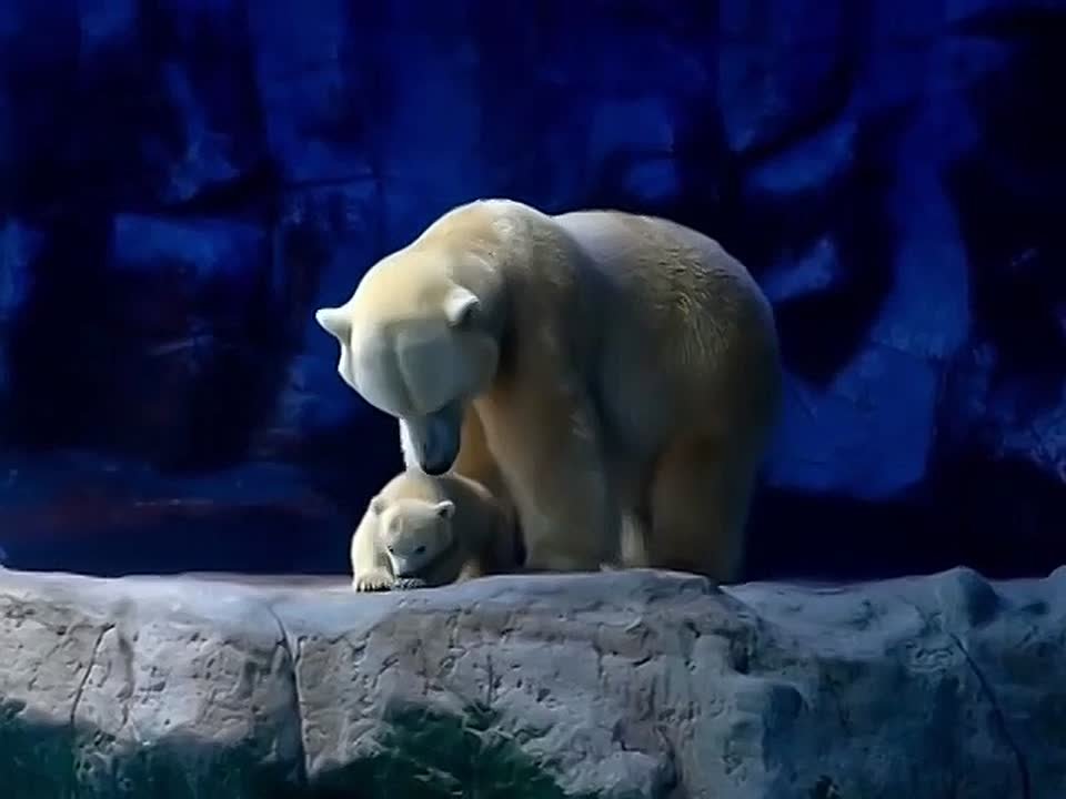 На защите короля Арктики В Анадыре завершилась Международная конференция «Вселенная белого медведя»