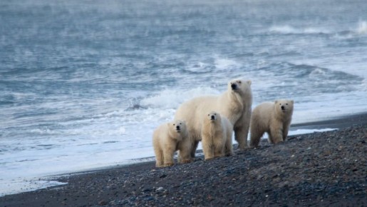 ����� ����������� ������ ������� �������� �� ����������� � ������� ��������� ����������� �� ��������