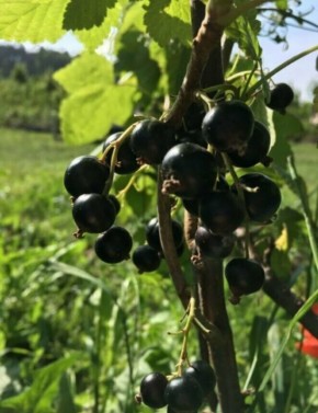 �� ������� � ������ �� ����������: ��� �������� ������� ������