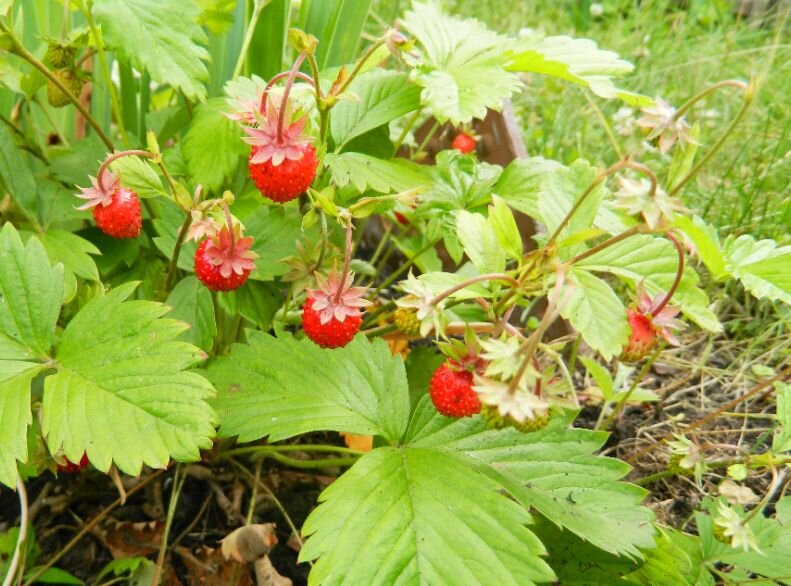 Как восстановить плодородие почвы: основные методы и практики