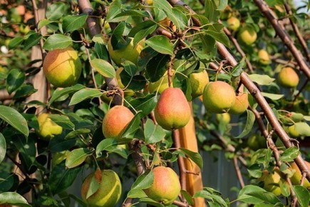 ����� ������� ��������: ������� ��������� �����������