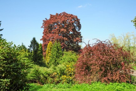 Как создать идеальный вересковый сад без лишних забот