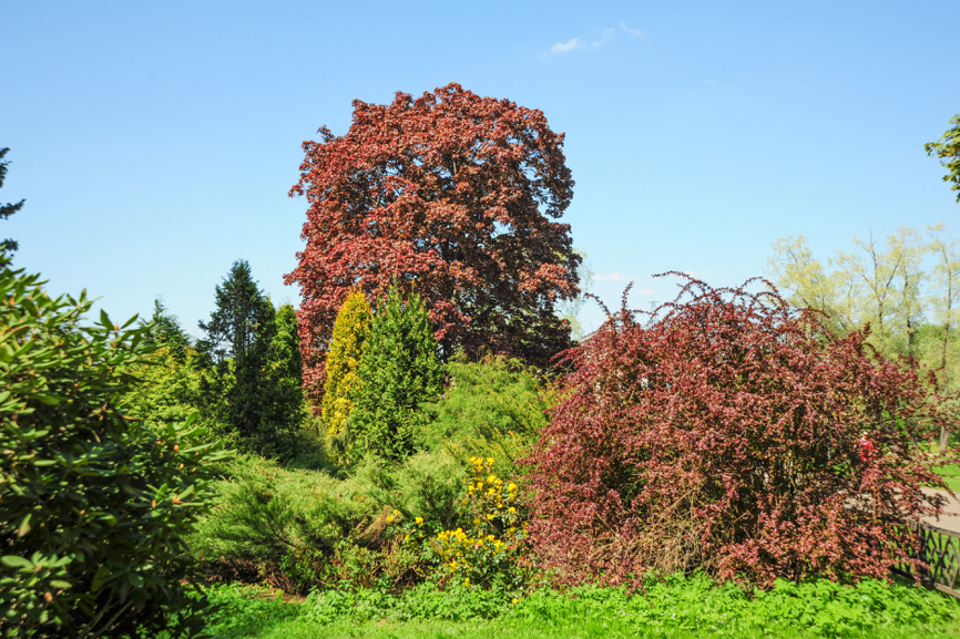 Как создать идеальный вересковый сад без лишних забот