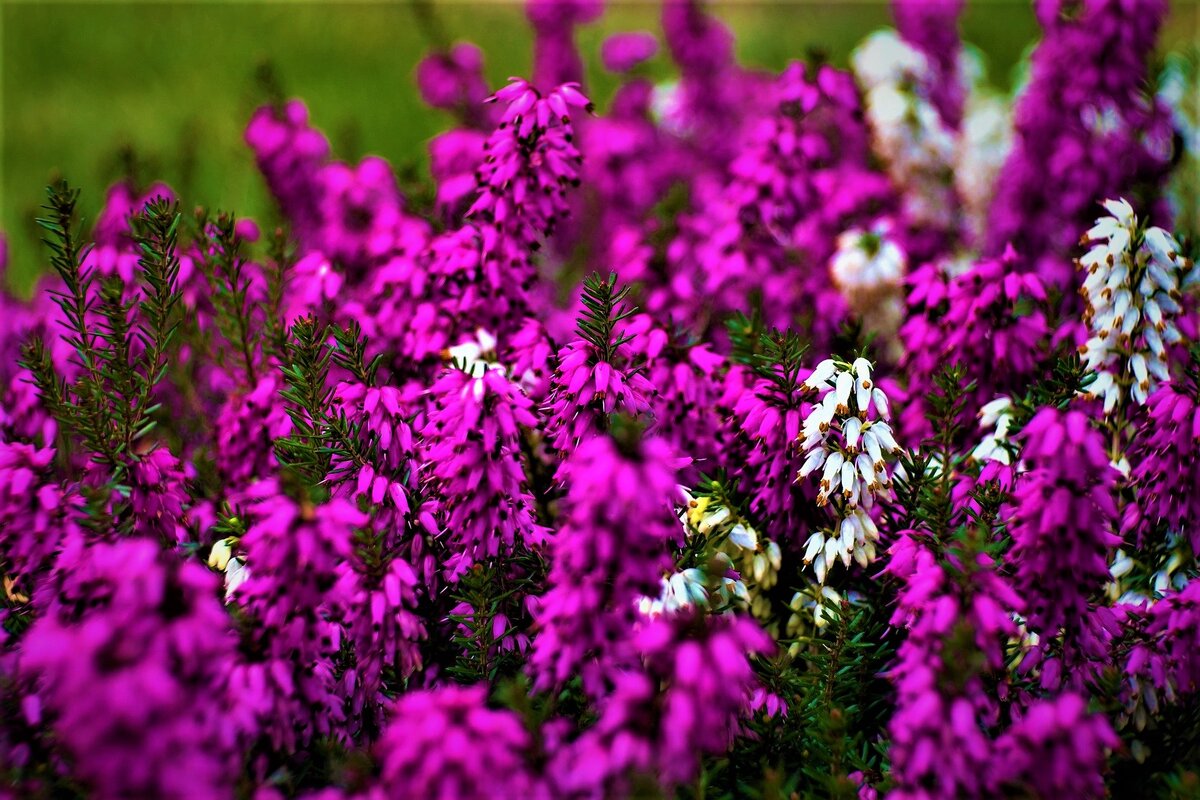 Как вырастить вереск: секреты удачной посадки и ухода