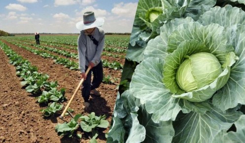 Как определить зрелость капусты: основные признаки и сроки уборки