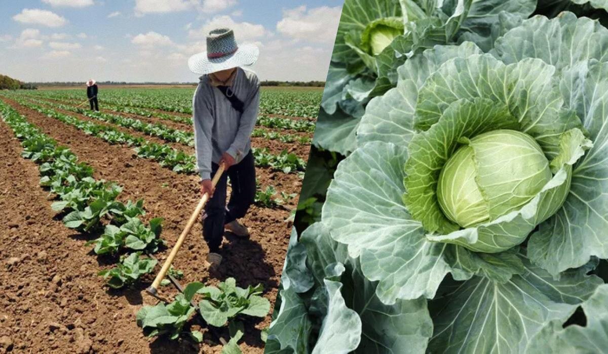 Как определить зрелость капусты: основные признаки и сроки уборки