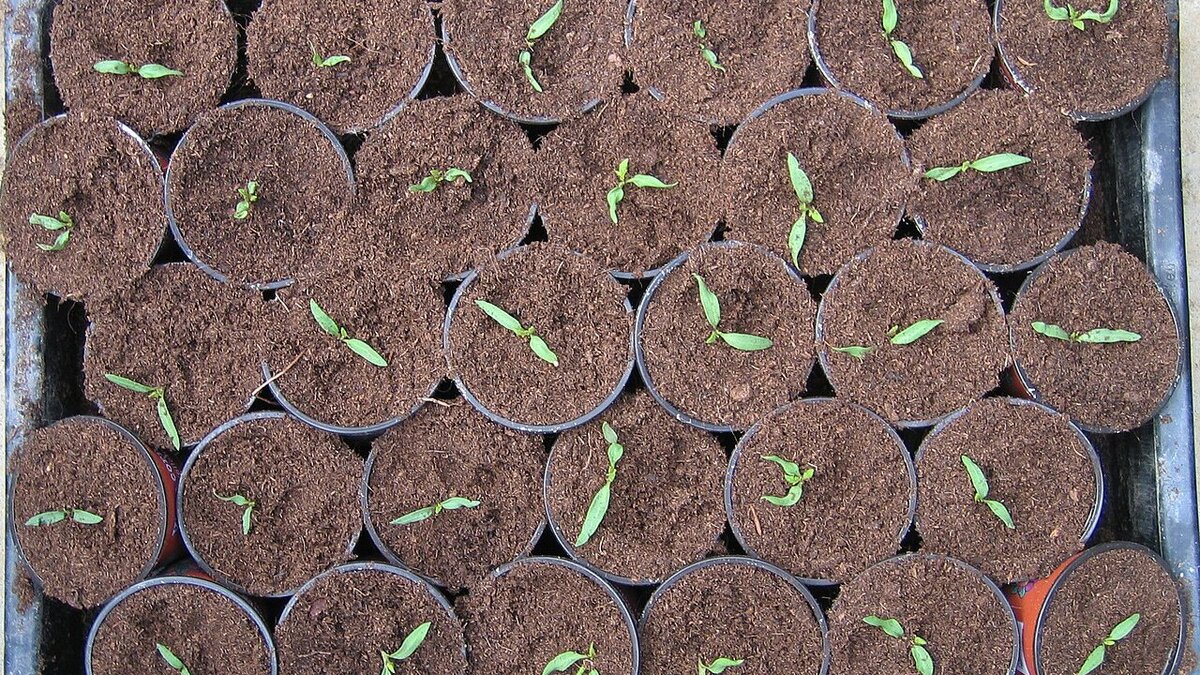 Когда семена могут обойтись без замачивания