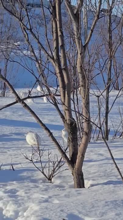 «Видишь куропаток? — Нет. — И я нет. А они есть!»