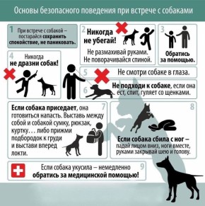 Уважаемые жители Чукотского района, в случае обнаружения фактов несоблюдения правил содержания домашних животных — таких как самовыгул, агрессивное поведение, отсутствие поводка или намордника, а также выгул на детских и...