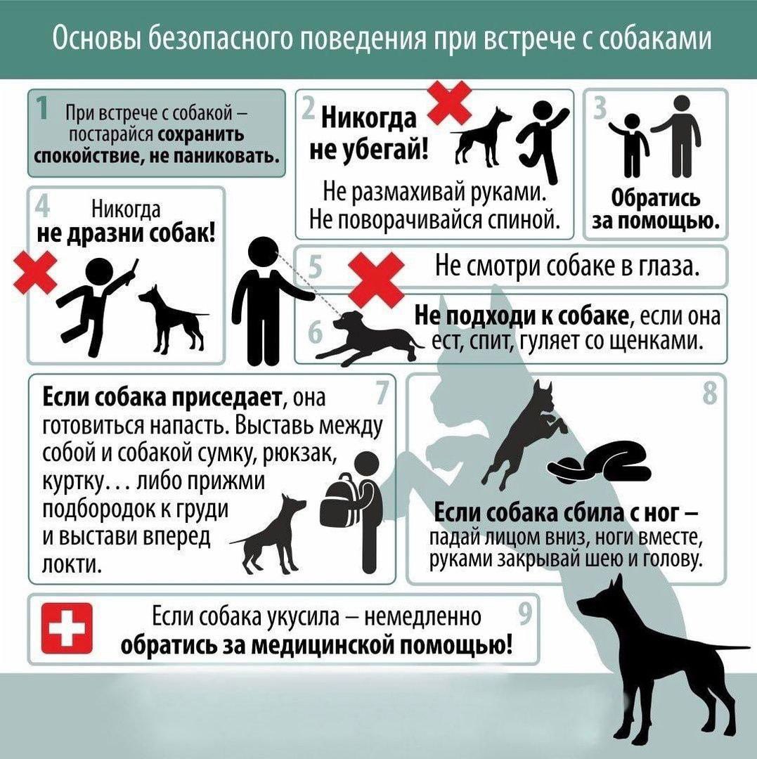 Уважаемые жители Чукотского района, в случае обнаружения фактов несоблюдения правил содержания домашних животных — таких как самовыгул, агрессивное поведение, отсутствие поводка или намордника, а также выгул на детских и...