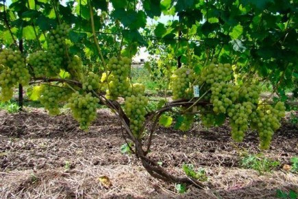 ����: �� � ����� ���������, ������� �������� ������ ���������