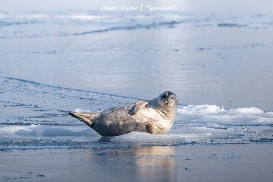 Вышла, легла, покорила. С виду — плюшевый батончик, а на деле — ловкая хищница и отличная пловчиха