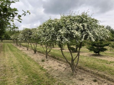 ��� ��������� ����������������� �������� �� ��������: ������ � ������������