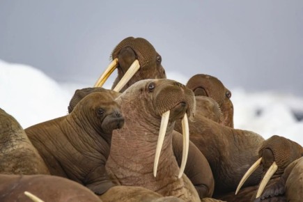 ������ ������ ��������� ��������� ������� ������������� � ���������� ����� �������