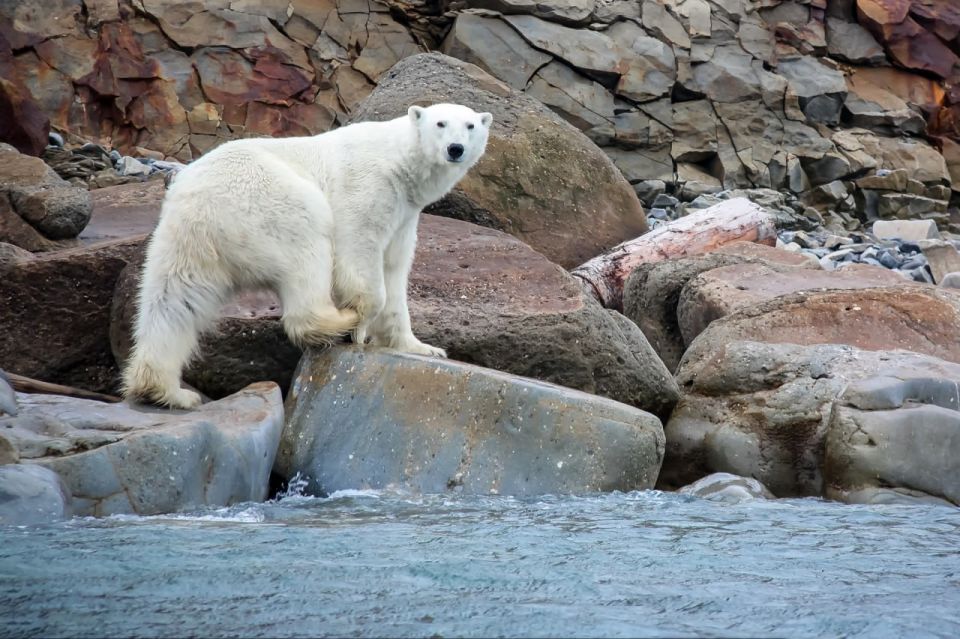 Ученые и съемочная бригада документального фильма отправились на остров Врангеля