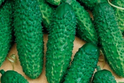 ������ ������� ���������: ���������� �������� � ������������ ������ �� �����