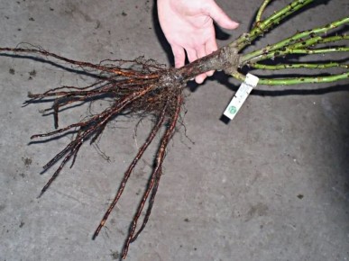 ������� �������� �������� ��� �� �����: ������������ ������