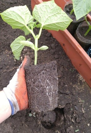 ���������� ����������� ������� ��� ���������: �������� � ������