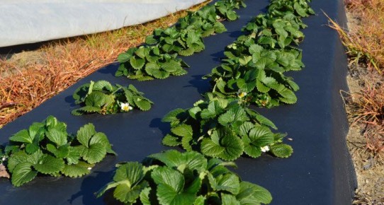 Как правильно посадить клубнику на агроволокно с капельным поливом