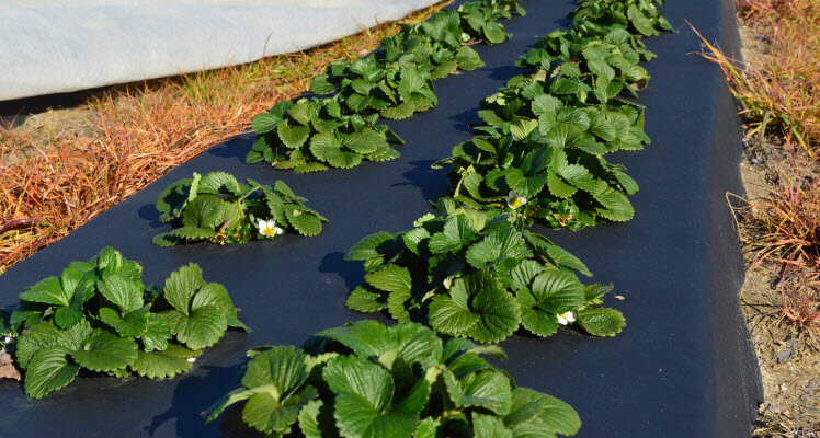 Как правильно посадить клубнику на агроволокно с капельным поливом