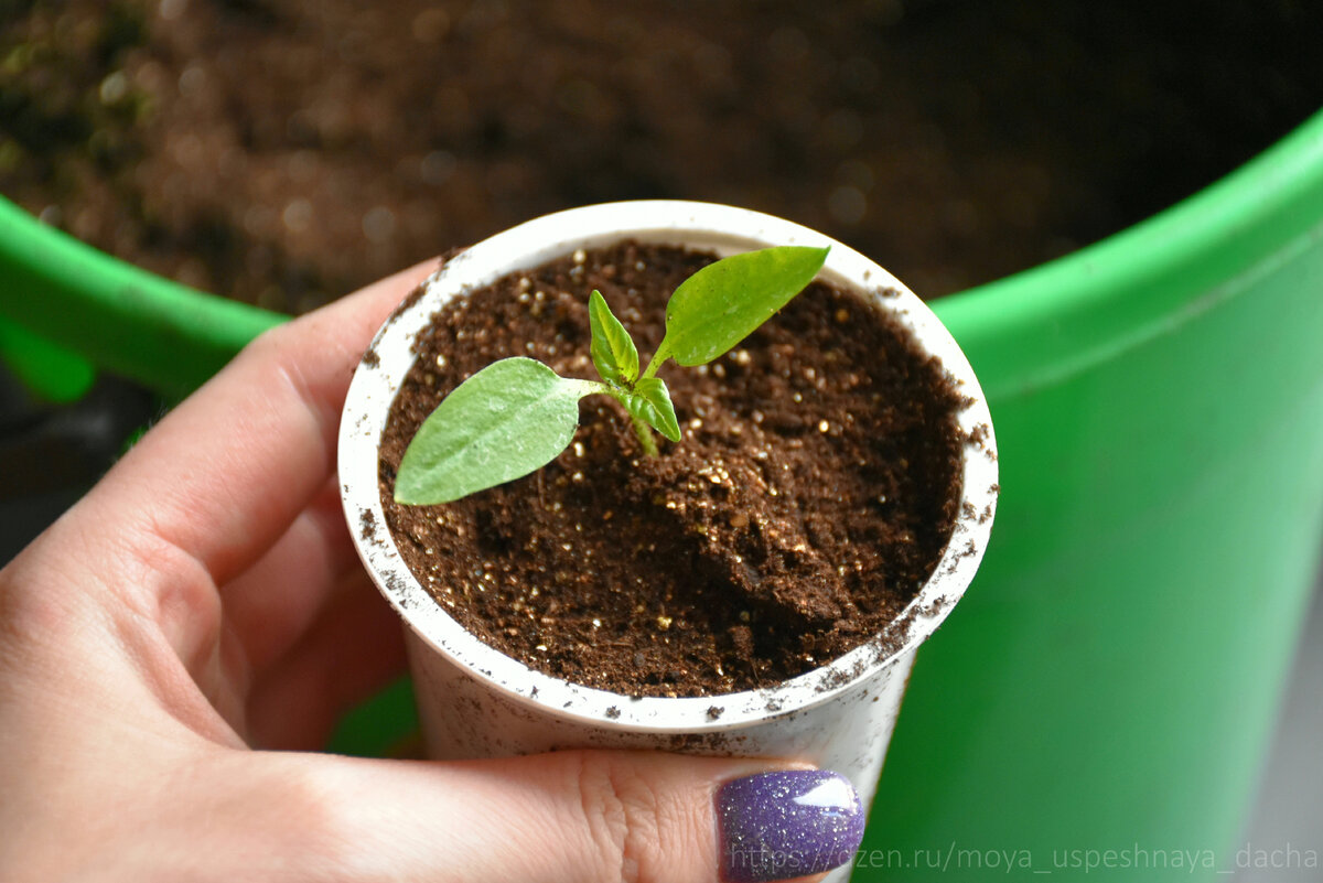 На что стоит обратить внимание при выращивании рассады перца: распространенные ошибки