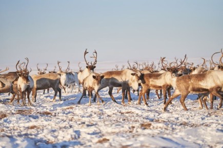 �� ������� ��������-���������� ���������� � �������� � �������������� ����������