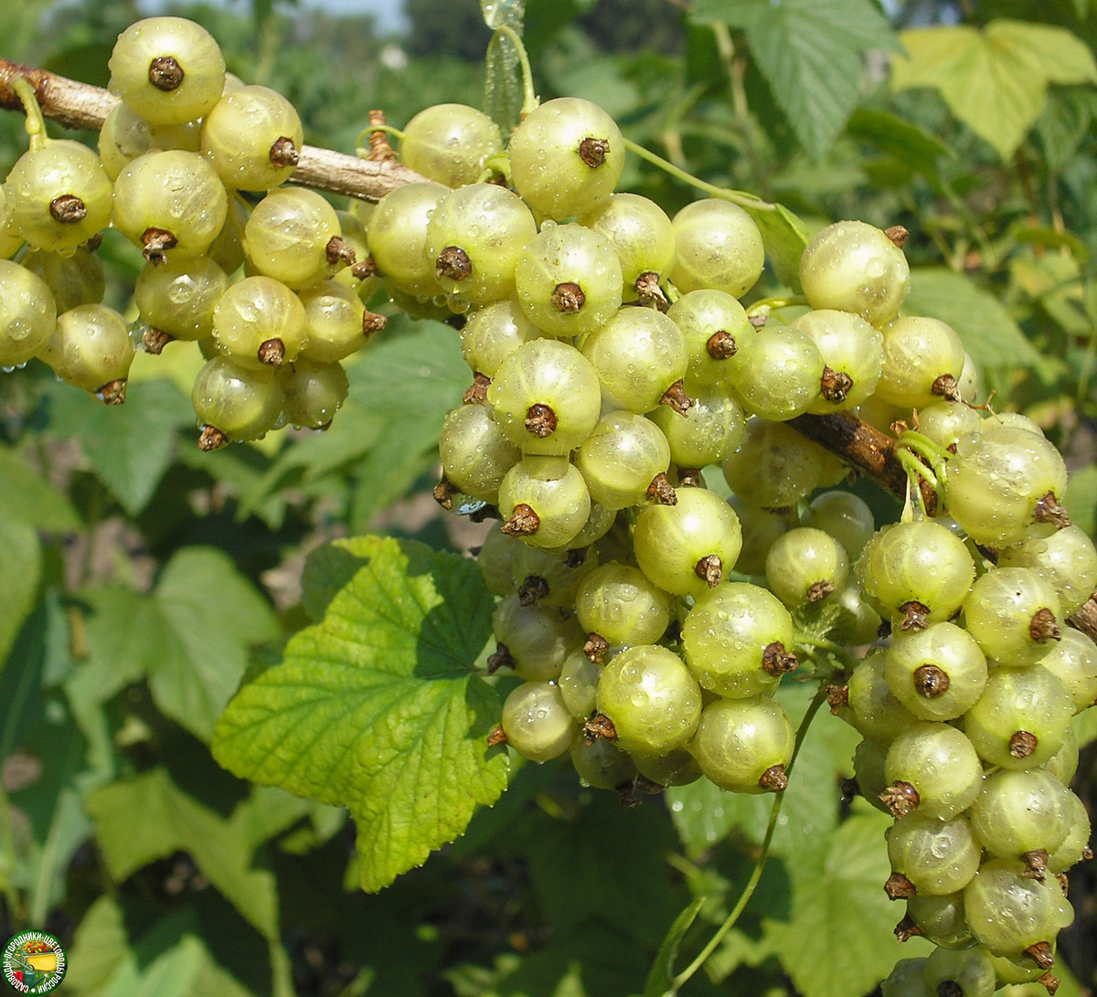 Зеленая смородина: новое слово в садоводстве