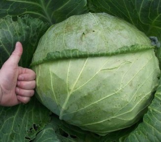 ����� ������� ��� ������������� �������� � ������� �������