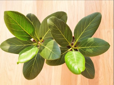 ����������� ����������� � ��������: ������ ����������� �������, �������� �� �� ����