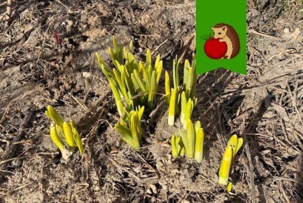 ��� �������� ������� �������� ���������: �������� ������ ��� ���������