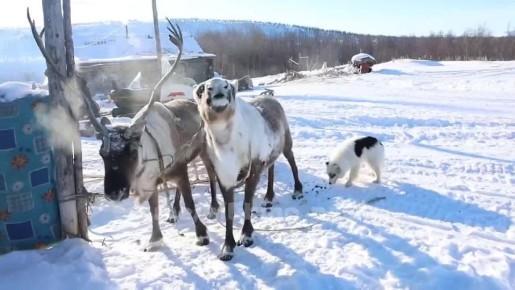 ����� �������� ������� ������ �� �������