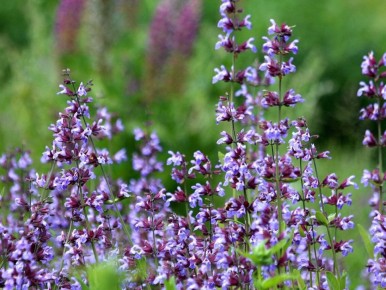 ������: ������ ������� ��� �������� � ����������� �����������