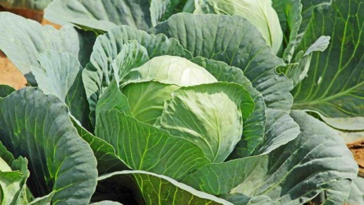 4 �������, ��� ���� �������� ������� � �����