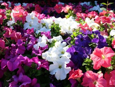 Петунии, которые восхищают: секреты удивительного цветения за 10 минут