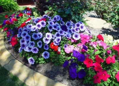 Как вырастить петунии: пять советов для начинающих